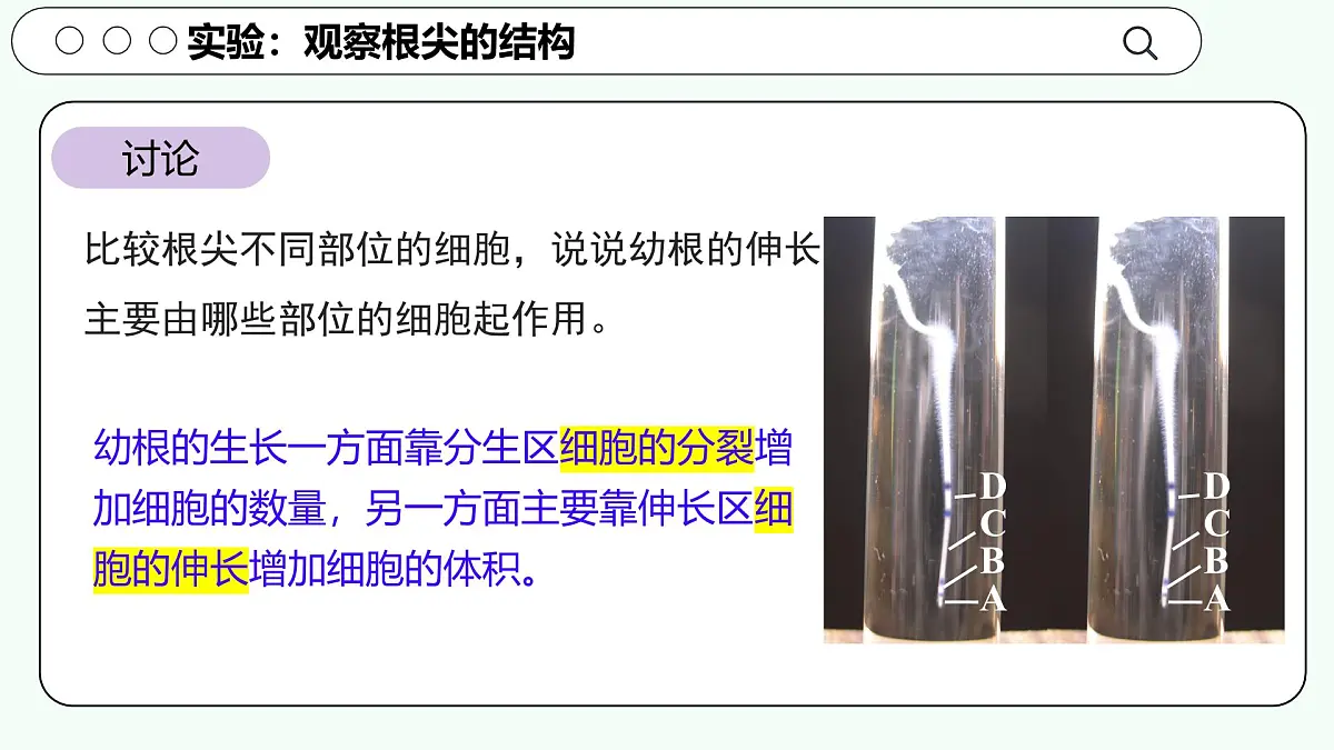 实验二 观察根尖的结构-【实验专攻】2025学年七年级生物下册实验精讲课人教版课件第5页