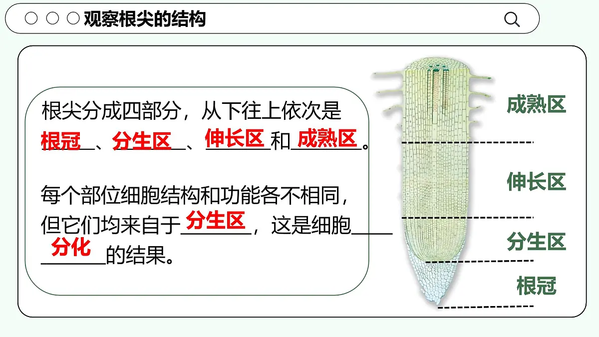 实验二 观察根尖的结构-【实验专攻】2025学年七年级生物下册实验精讲课人教版课件第7页