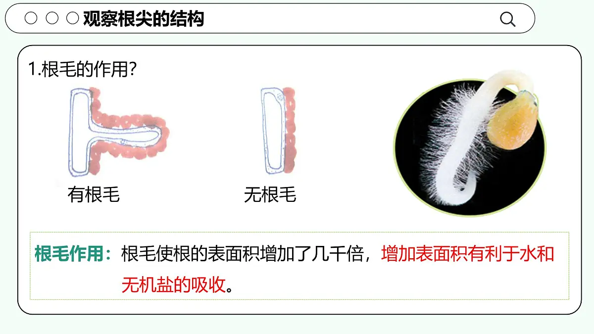 实验二 观察根尖的结构-【实验专攻】2025学年七年级生物下册实验精讲课人教版课件第8页