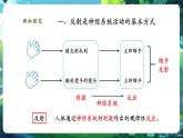 【新教材核心素養(yǎng)】北師大版生物七年級下冊 4.10.1.2神經系統(tǒng)與神經調節(jié)（第2課時）（課件+單元教學設計+教案+思維導圖）