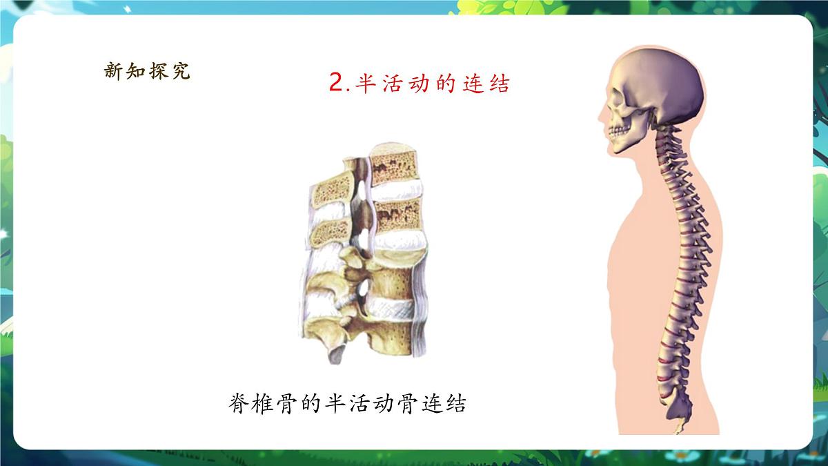 4.11.1.2人体的骨骼（第2课时） 课件(共30张PPT)+视频素材第8页