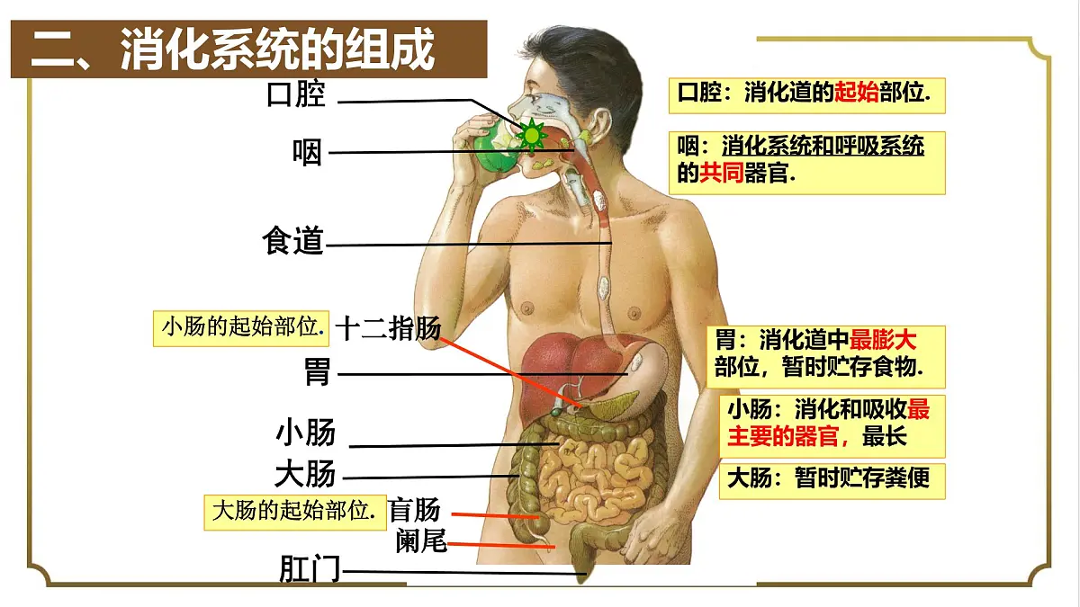 初中生物人教版（2024）七年级下册4.2.2 消化和吸收 课件第3页