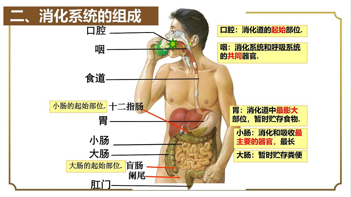 初中生物人教版（2024）七年级下册4.2.2 消化和吸收 课件第3页
