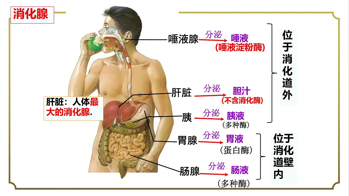 初中生物人教版（2024）七年级下册4.2.2 消化和吸收 课件第4页