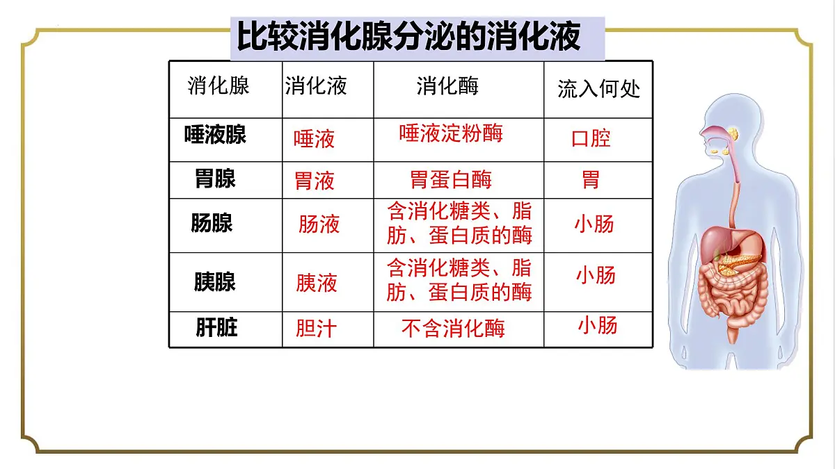初中生物人教版（2024）七年级下册4.2.2 消化和吸收 课件第5页