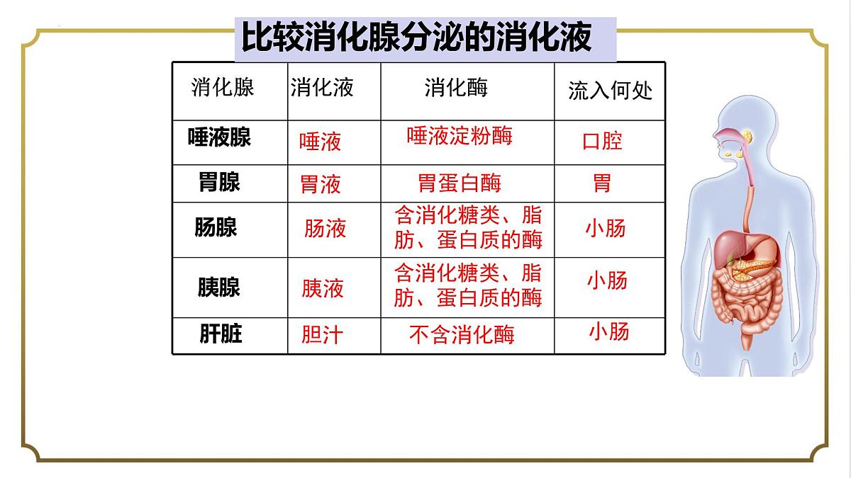 初中生物人教版（2024）七年级下册4.2.2 消化和吸收 课件第5页