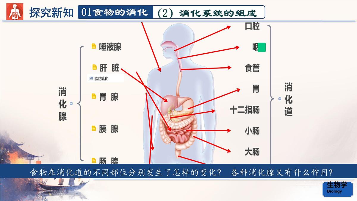 初中生物人教版（2024）七年级下册4.2.2 消化和吸收 课件第5页