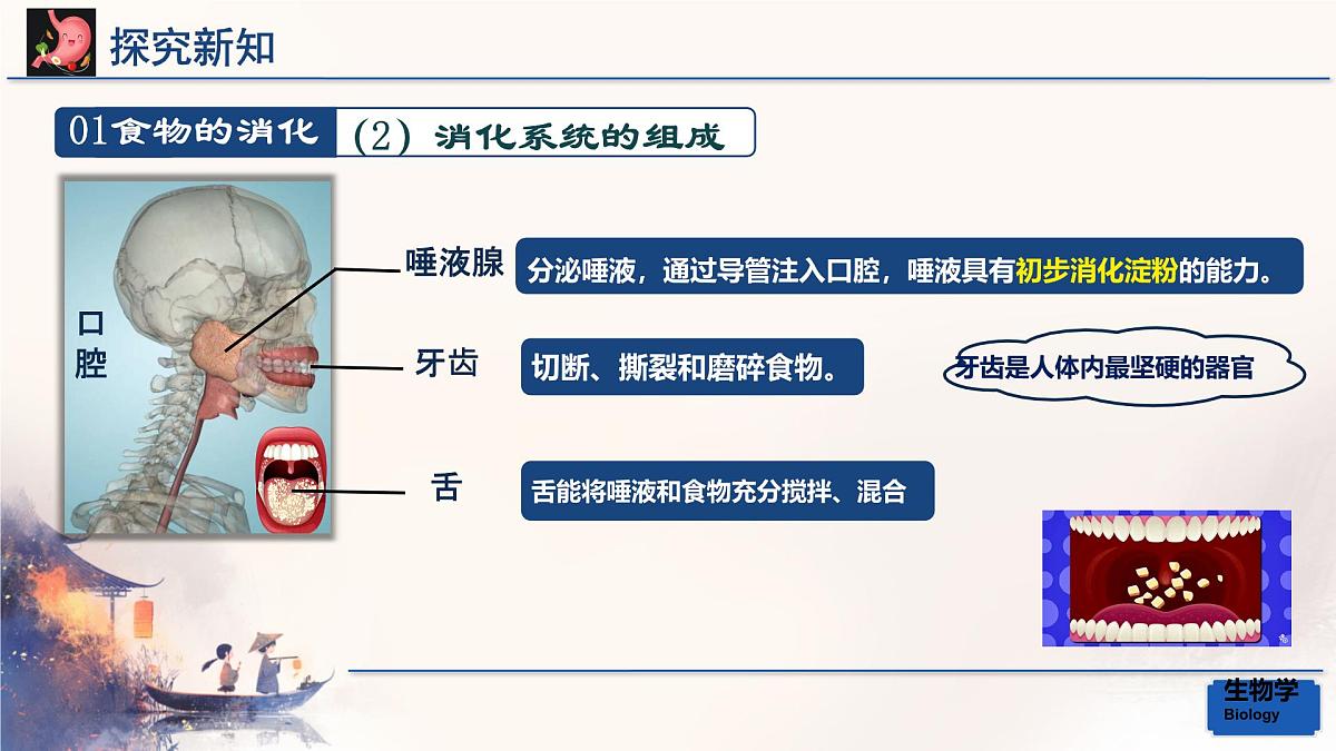 初中生物人教版（2024）七年级下册4.2.2 消化和吸收 课件第7页