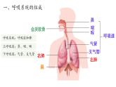 初中生物人教版（2024）七年级下册4.3.1 呼吸道对空气的处理 课件