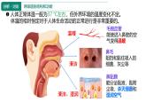 初中生物人教版（2024）七年级下册4.3.1 呼吸道对空气的处理 课件