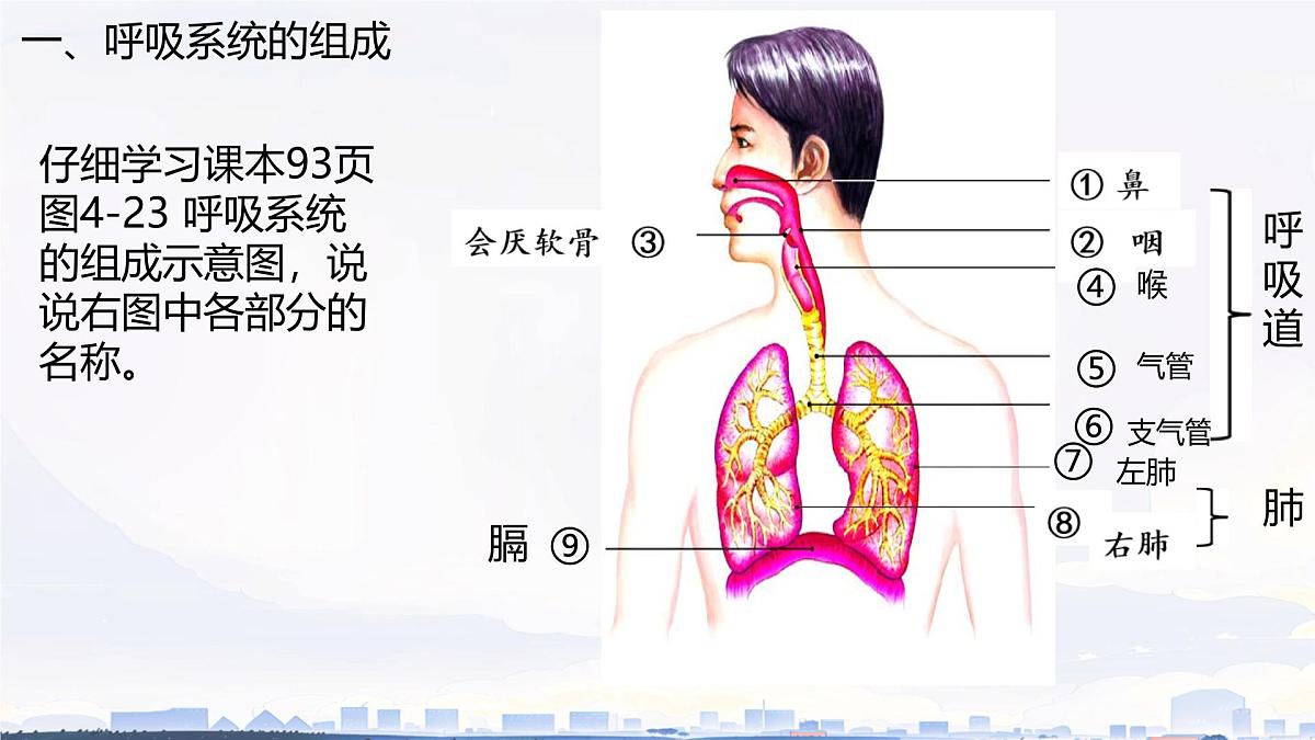 初中生物人教版（2024）七年级下册4.3.1 呼吸道对空气的处理 课件第4页