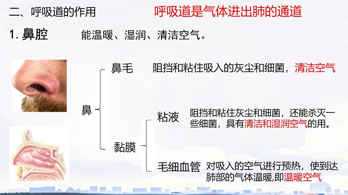 初中生物人教版（2024）七年级下册4.3.1 呼吸道对空气的处理 课件第5页