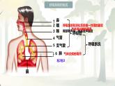 初中生物人教版（2024）七年级下册4.3.1 呼吸道对空气的处理 课件