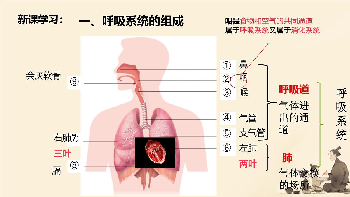 初中生物人教版（2024）七年级下册4.3.1 呼吸道对空气的处理 课件第5页
