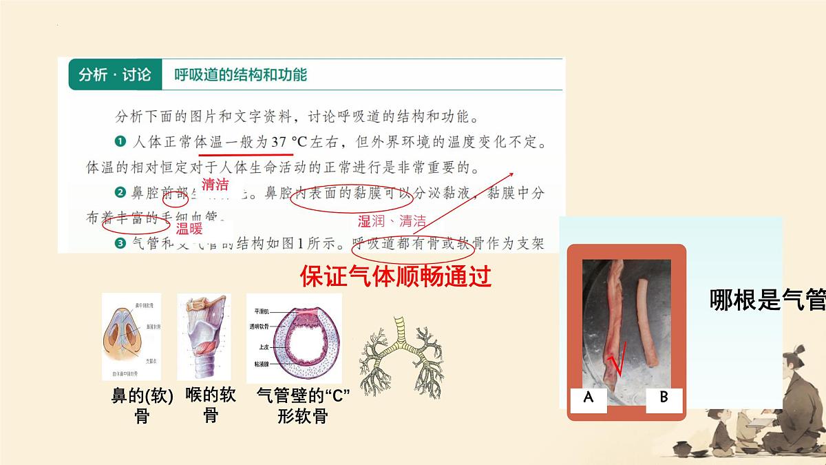 初中生物人教版（2024）七年级下册4.3.1 呼吸道对空气的处理 课件第7页