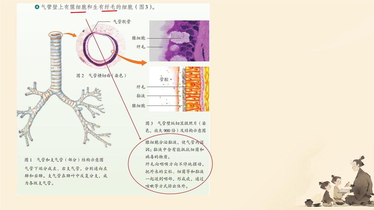 初中生物人教版（2024）七年级下册4.3.1 呼吸道对空气的处理 课件第8页
