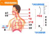 初中生物人教版（2024）七年級(jí)下冊(cè)4.3.1 呼吸道對(duì)空氣的處理 課件