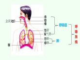 初中生物人教版（2024）七年級(jí)下冊(cè)4.3.1 呼吸道對(duì)空氣的處理 課件