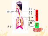 初中生物人教版（2024）七年級(jí)下冊(cè)4.3.1 呼吸道對(duì)空氣的處理 課件