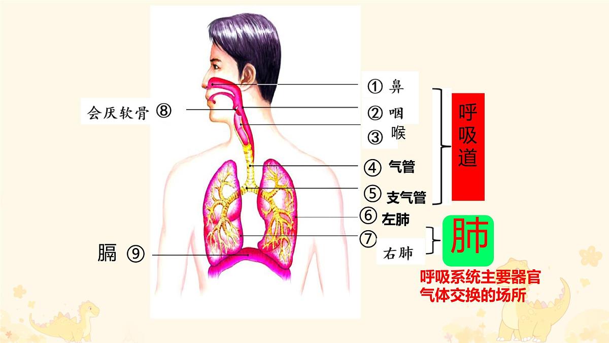 初中生物人教版（2024）七年级下册4.3.1 呼吸道对空气的处理 课件第4页