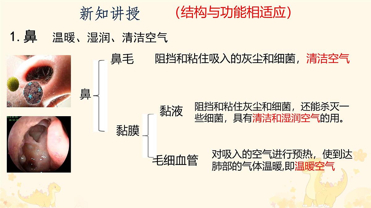 初中生物人教版（2024）七年级下册4.3.1 呼吸道对空气的处理 课件第5页