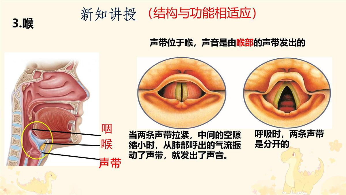 初中生物人教版（2024）七年级下册4.3.1 呼吸道对空气的处理 课件第7页