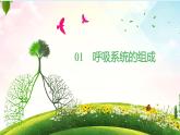 初中生物人教版（2024）七年級(jí)下冊(cè)4.3.1 呼吸道對(duì)空氣的處理 課件