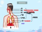 初中生物人教版（2024）七年級(jí)下冊(cè)4.3.1 呼吸道對(duì)空氣的處理 課件
