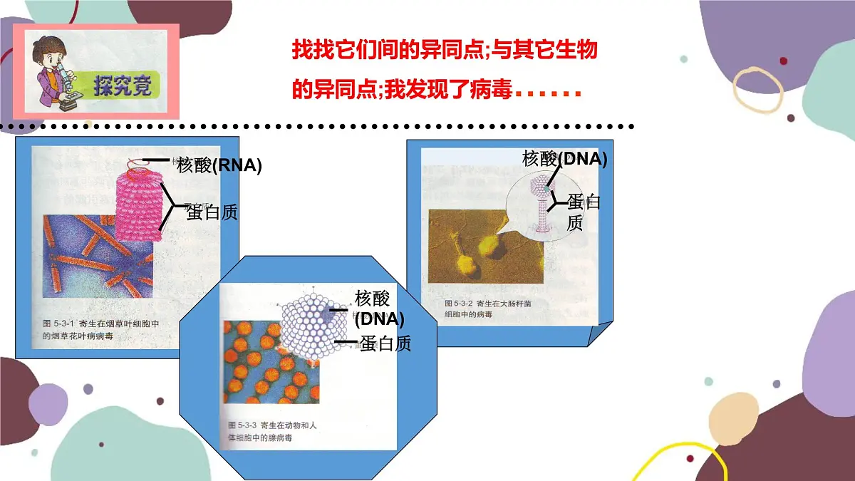 冀少版生物八年级上册 5.1.2 病毒课件第5页