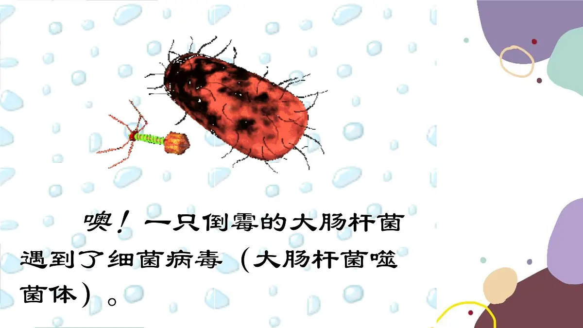冀少版生物八年级上册 5.1.2 病毒课件第7页