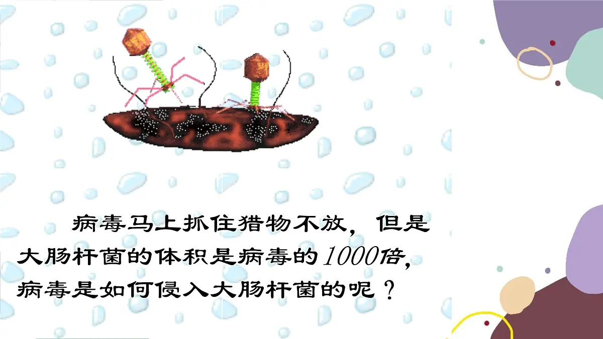 冀少版生物八年级上册 5.1.2 病毒课件第8页