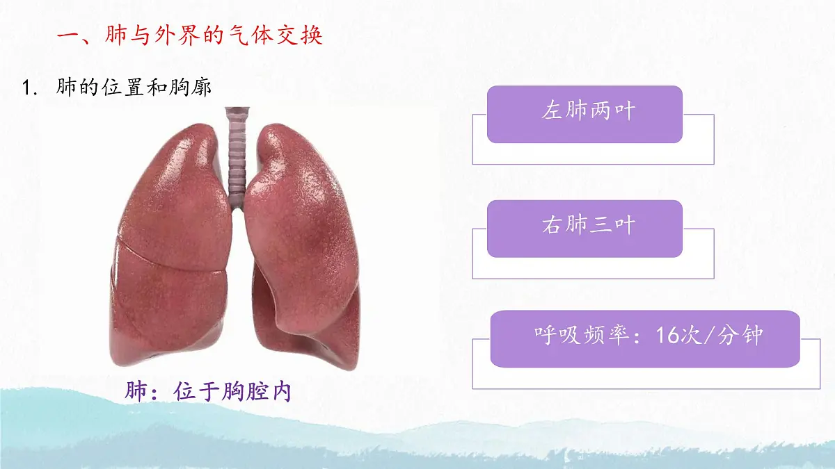 初中生物人教版（2024）七年级下册4.3.2 发生在肺内的气体交换 课件第4页