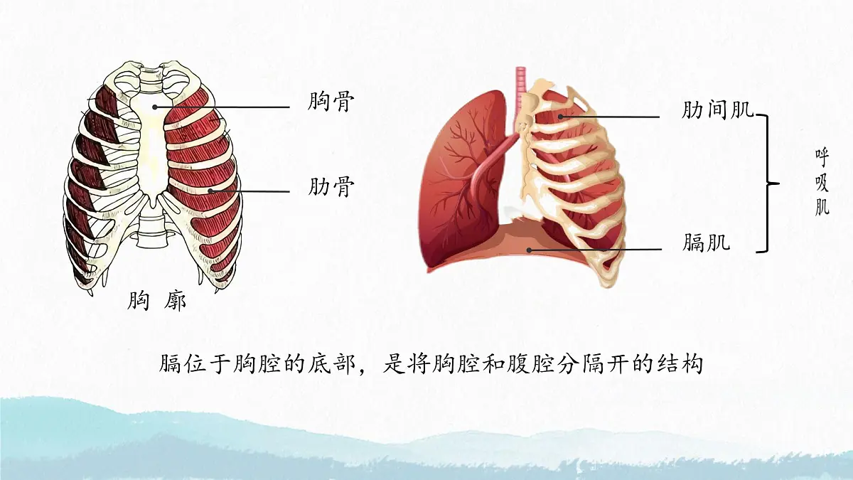 初中生物人教版（2024）七年级下册4.3.2 发生在肺内的气体交换 课件第5页
