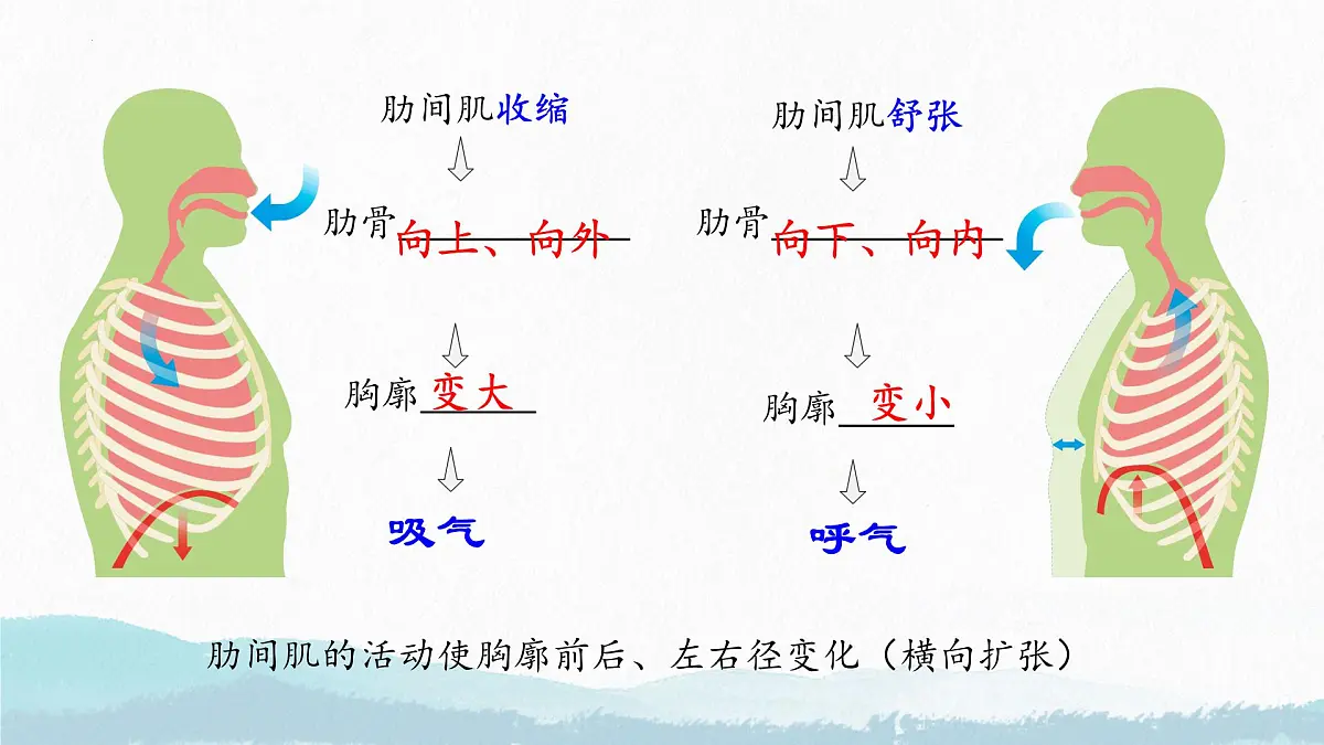 初中生物人教版（2024）七年级下册4.3.2 发生在肺内的气体交换 课件第7页