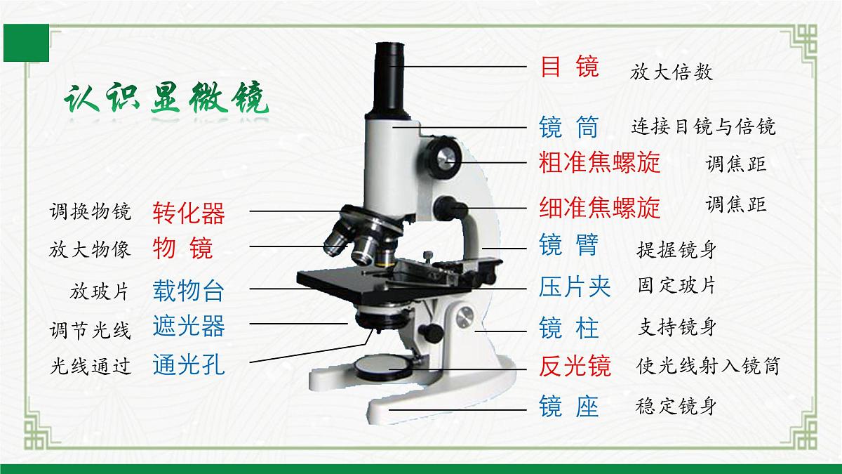 北师大版生物七年级上册 2.2.1细胞的基本结构和功能 教学课件第8页