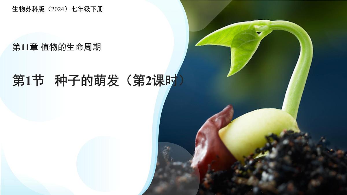 5.11.1 种子的萌发 第二课时 课件 生物苏科版（2024）七年级下册第五单元第十一章教案第1页
