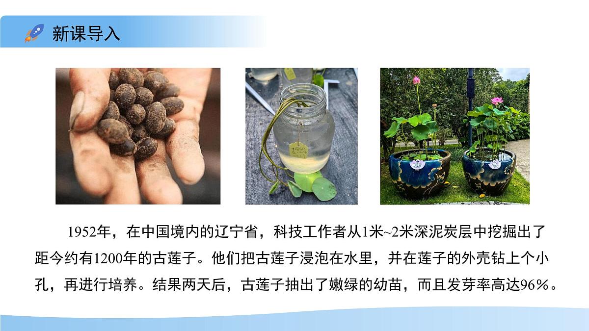 5.11.1 种子的萌发 第二课时 课件 生物苏科版（2024）七年级下册第五单元第十一章教案第3页