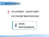 5.11.1 種子的萌發(fā) 第二課時 課件 生物蘇科版（2024）七年級下冊第五單元第十一章教案