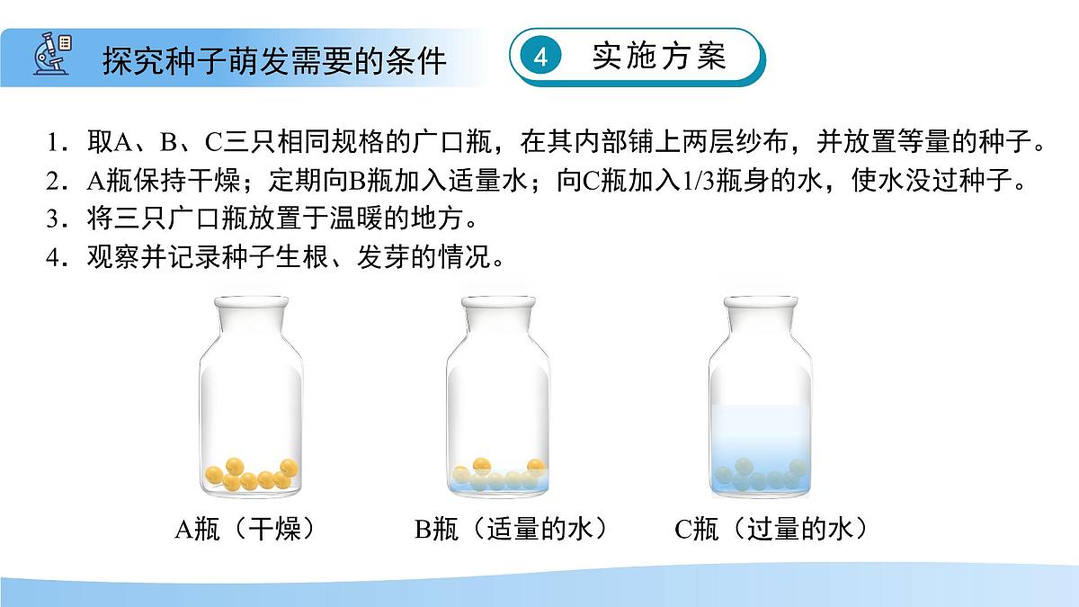 5.11.1 种子的萌发 第二课时 课件 生物苏科版（2024）七年级下册第五单元第十一章教案第8页