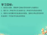 初中生物人教版（2024）七年級(jí)下冊(cè)4.4.2 血流的管道——血管 課件