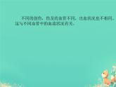 初中生物人教版（2024）七年級(jí)下冊(cè)4.4.2 血流的管道——血管 課件