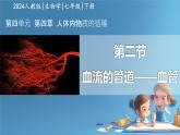 初中生物人教版（2024）七年級(jí)下冊(cè)4.4.2 血流的管道——血管 課件