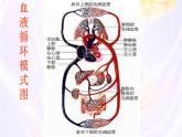 初中生物人教版（2024）七年級(jí)下冊(cè)4.4.3 輸送血液的泵——心臟 課件