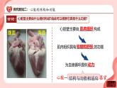 初中生物人教版（2024）七年級(jí)下冊(cè)4.4.3 輸送血液的泵——心臟 課件