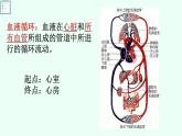 初中生物人教版（2024）七年级下册4.4.3 输送血液的泵——心脏 课件