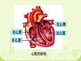 初中生物人教版（2024）七年級(jí)下冊(cè)4.4.3 輸送血液的泵——心臟 課件
