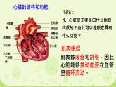 初中生物人教版（2024）七年級(jí)下冊(cè)4.4.3 輸送血液的泵——心臟 課件