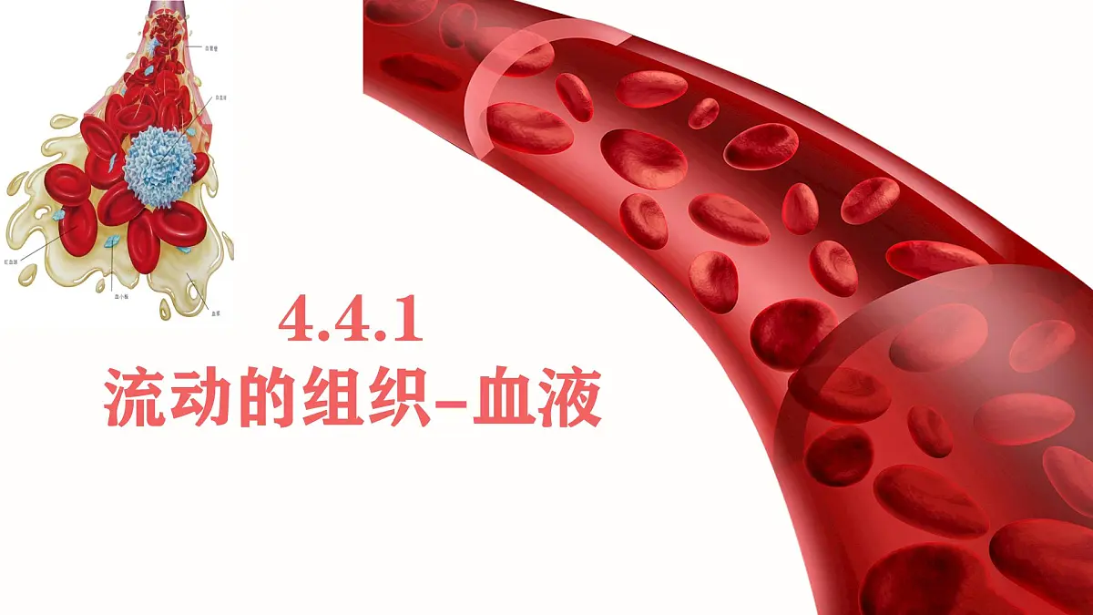 初中生物人教版（2024）七年级下册4.4.1 流动的组织——血液 课件第1页