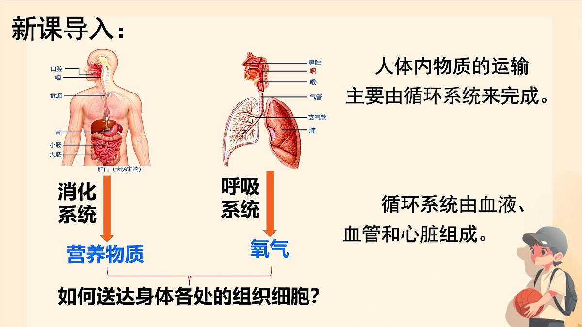 初中生物人教版（2024）七年级下册4.4.1 流动的组织——血液 课件第3页