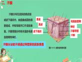 初中生物冀少版（2024）七年級下冊3.4.3 汗腺與汗液的排出 課件